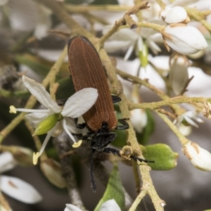 Porrostoma rhipidium at Belconnen, ACT - 25 Jan 2023