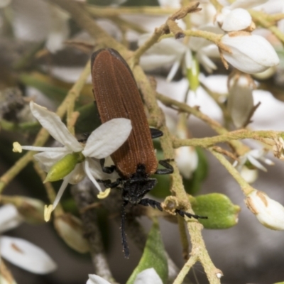 Porrostoma rhipidium (Long-nosed Lycid (Net-winged) beetle) at Belconnen, ACT - 24 Jan 2023 by AlisonMilton