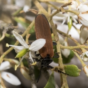 Porrostoma rhipidium at Belconnen, ACT - 25 Jan 2023