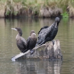 Phalacrocorax sulcirostris at Isabella Plains, ACT - 14 Oct 2023 11:29 AM