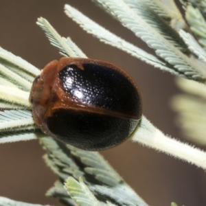 Dicranosterna immaculata at Belconnen, ACT - 25 Jan 2023