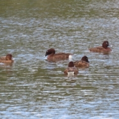 Aythya australis (Hardhead) at Upper Stranger Pond - 14 Oct 2023 by RodDeb