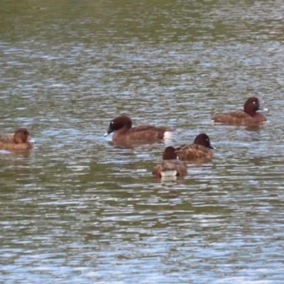 Aythya australis (Hardhead) at Isabella Plains, ACT - 14 Oct 2023 by RodDeb