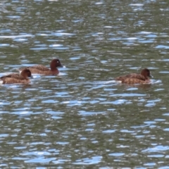 Aythya australis at Isabella Plains, ACT - 14 Oct 2023