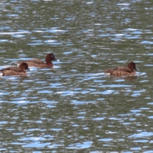 Aythya australis at Isabella Plains, ACT - 14 Oct 2023 11:20 AM