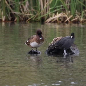 Aythya australis at Isabella Plains, ACT - 14 Oct 2023 11:20 AM