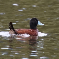 Oxyura australis (Blue-billed Duck) at Upper Stranger Pond - 14 Oct 2023 by RodDeb