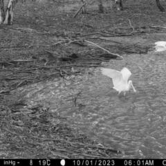 Platalea flavipes (Yellow-billed Spoonbill) at Suttons Dam - 30 Sep 2023 by KL