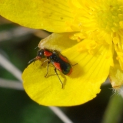 Dicranolaius villosus (Melyrid flower beetle) at Springfield, NSW - 11 Oct 2023 by Harrisi