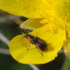 Dicranolaius villosus at Springfield, NSW - 11 Oct 2023