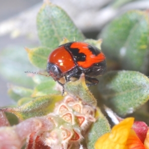 Ditropidus sp. (genus) at Bombala, NSW - suppressed