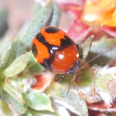 Ditropidus sp. (genus) at Bombala, NSW - suppressed