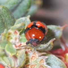 Ditropidus sp. (genus) at Bombala, NSW - suppressed