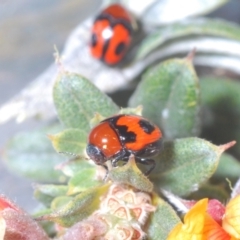 Ditropidus sp. (genus) at Bombala, NSW - suppressed