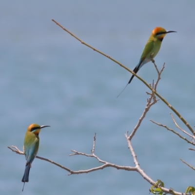 Merops ornatus (Rainbow Bee-eater) at Cleveland, QLD - 14 Oct 2023 by TimL