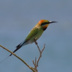 Merops ornatus at Cleveland, QLD - 14 Oct 2023 11:43 AM