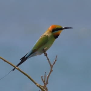 Merops ornatus at Cleveland, QLD - 14 Oct 2023 11:43 AM