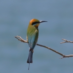 Merops ornatus at Cleveland, QLD - 14 Oct 2023 11:43 AM