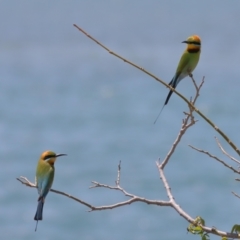 Merops ornatus at Cleveland, QLD - 14 Oct 2023