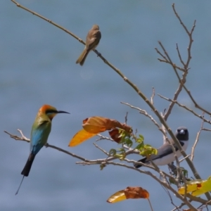 Merops ornatus at Cleveland, QLD - 14 Oct 2023