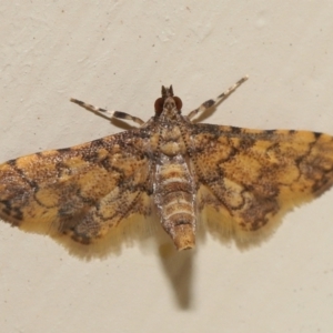 Metasia tiasalis at Wellington Point, QLD - 14 Oct 2023