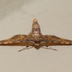 Metasia tiasalis at Wellington Point, QLD - 14 Oct 2023