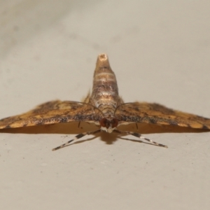 Metasia tiasalis at Wellington Point, QLD - 14 Oct 2023