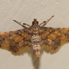 Metasia tiasalis at Wellington Point, QLD - 14 Oct 2023