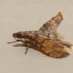 Metasia tiasalis at Wellington Point, QLD - 14 Oct 2023