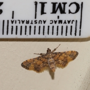 Metasia tiasalis at Wellington Point, QLD - suppressed