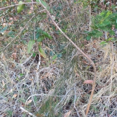 Allocasuarina littoralis (Black She-oak) at Surf Beach, NSW - 14 Oct 2023 by LyndalT