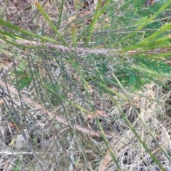 Allocasuarina littoralis at Surf Beach, NSW - 14 Oct 2023