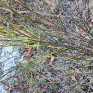 Allocasuarina littoralis at Surf Beach, NSW - 14 Oct 2023