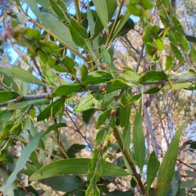 Acacia paradoxa (Kangaroo Thorn) at Surf Beach, NSW - 14 Oct 2023 by LyndalT