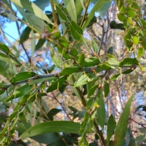 Acacia paradoxa at Surf Beach, NSW - 14 Oct 2023