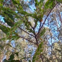 Acacia paradoxa at Surf Beach, NSW - 14 Oct 2023