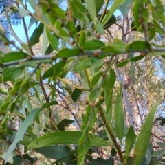 Acacia paradoxa at Surf Beach, NSW - 14 Oct 2023