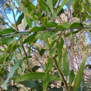 Acacia paradoxa at Surf Beach, NSW - 14 Oct 2023 05:09 PM
