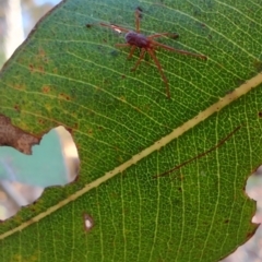 Rainbowia sp. (genus) at Surf Beach, NSW - 14 Oct 2023 by LyndalT