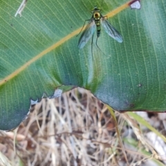 Heteropsilopus sp. (genus) at Surf Beach, NSW - 14 Oct 2023 by LyndalT