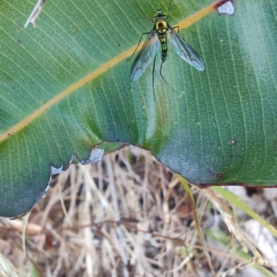 Unidentified Long-legged Fly (Dolichopodidae) at Surf Beach, NSW - 14 Oct 2023 by LyndalT