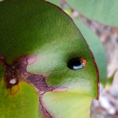 Unidentified Leaf beetle (Chrysomelidae) at Surf Beach, NSW - 14 Oct 2023 by LyndalT