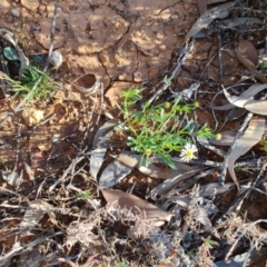 Calotis plumulifera (Woolly-headed Burr-daisy) at Eromanga, QLD - 27 Jul 2023 by LyndalT