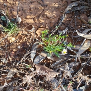 Calotis plumulifera at Eromanga, QLD - 27 Jul 2023