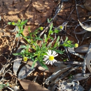 Calotis plumulifera at Eromanga, QLD - 27 Jul 2023 04:14 PM