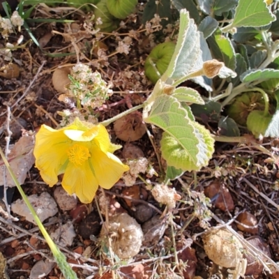 Sida asterocalyx at Eromanga, QLD - 27 Jul 2023 by LyndalT