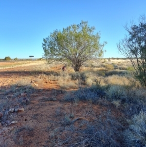 Eremophila bignoniiflora at Eromanga, QLD - 27 Jul 2023 04:31 PM