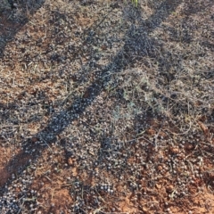 Eremophila bignoniiflora at Eromanga, QLD - 27 Jul 2023 04:31 PM