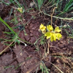 Goodenia fascicularis at Eromanga, QLD - 27 Jul 2023 04:47 PM