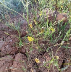 Goodenia fascicularis at Eromanga, QLD - 27 Jul 2023 04:47 PM